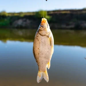 Fishing Licenses