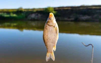Fishing Licenses
