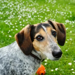 Hound Dog Training License